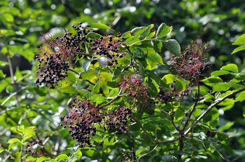 Mystical Herbalism