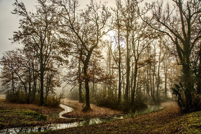 Mystical Pathway
